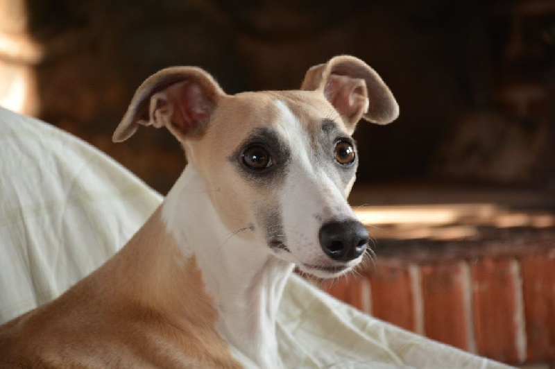 Izzie Du Jardin Des Malices