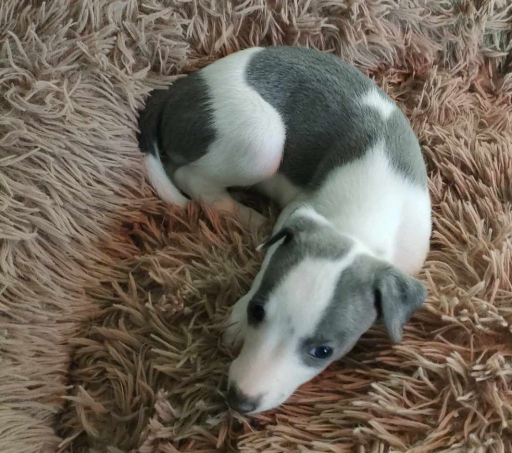 Du Vieux Donjon De La Cabotiere - Chiots disponibles - Whippet