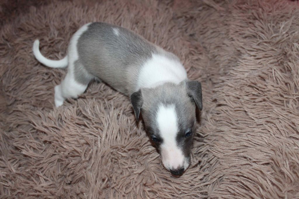 Du Vieux Donjon De La Cabotiere - Chiots disponibles - Whippet